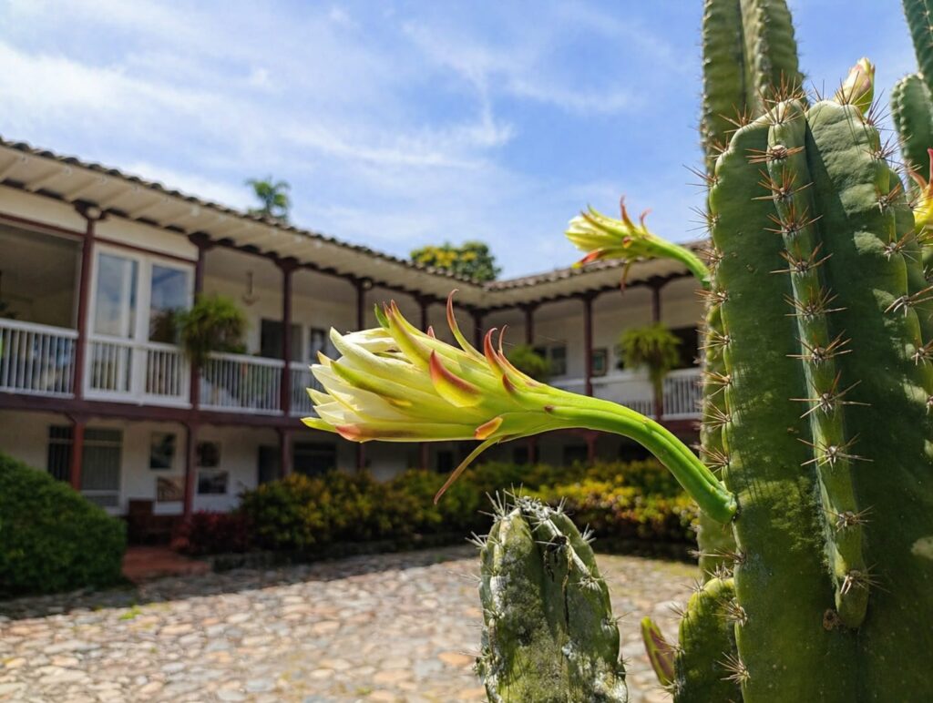 cactus